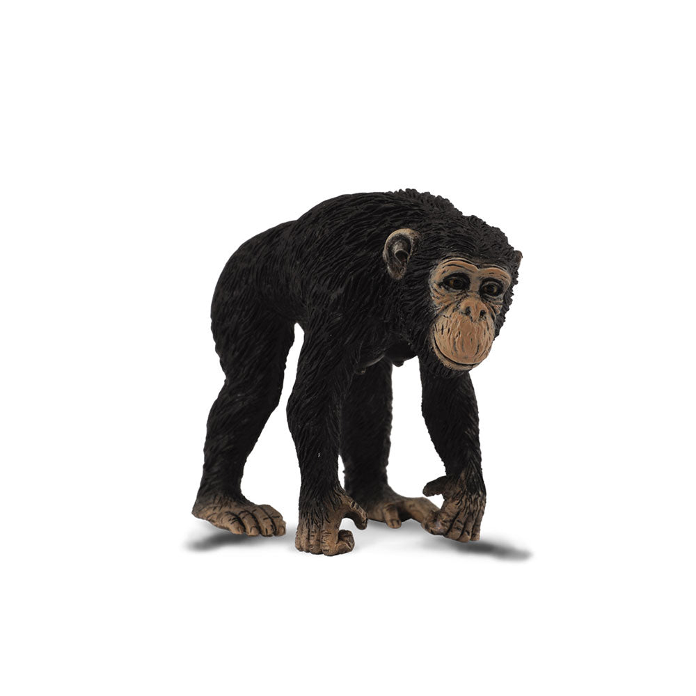 Rysunek Chimpanzee Coletta (medium)