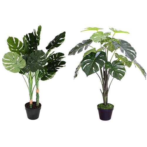 Monstera Plant in Plastic Pot