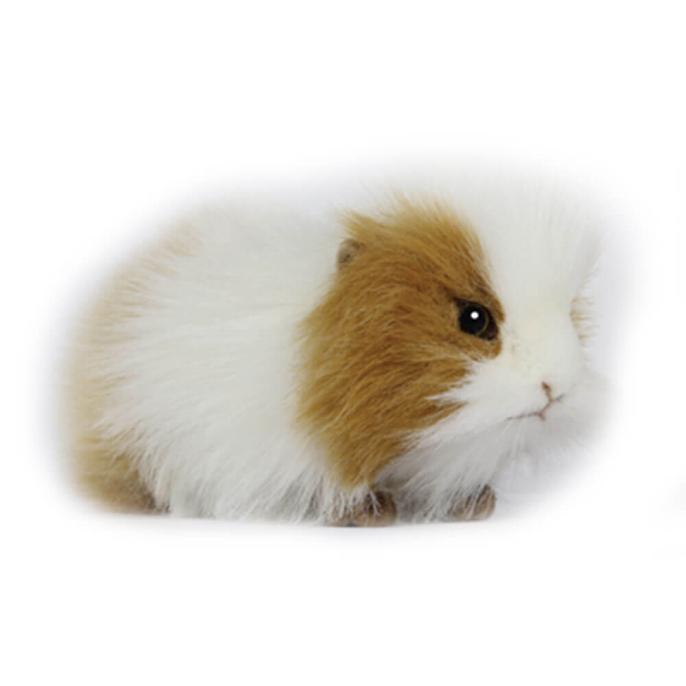 Hansa Guinea Pig